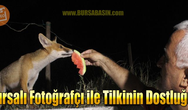 Bursalı Fotoğrafçı ile Tilkinin Dostluğu