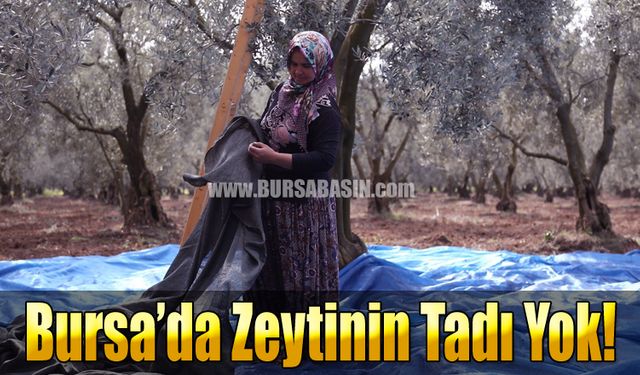 Bursa'da Hasadına Başlanan Zeytin Tat Vermiyor