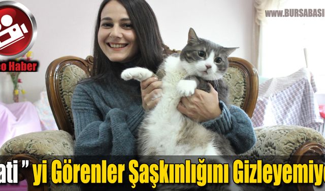 Bursa'da Cüssesiyle Dikkatleri Çeken Kedi ' Pati '