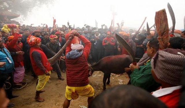 Nepal'de Gadhimai Festivali'nde Binlerce Hayvan Kurban Edilmeye Başlandı