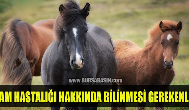 Ruam Hastalığı Nedir ve İnsanlara Bulaşır mı?