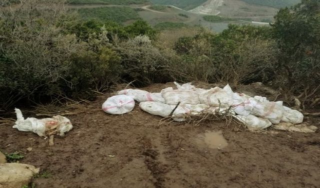 Bursa'da araziye 400 tavuk ölüsü atan çiftlik sahibine ceza!