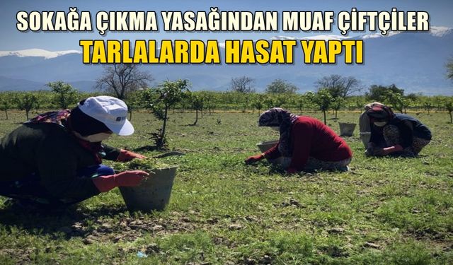 Sokağa çıkma yasağından muaf çiftçiler Gürsu'da hasat yaptı