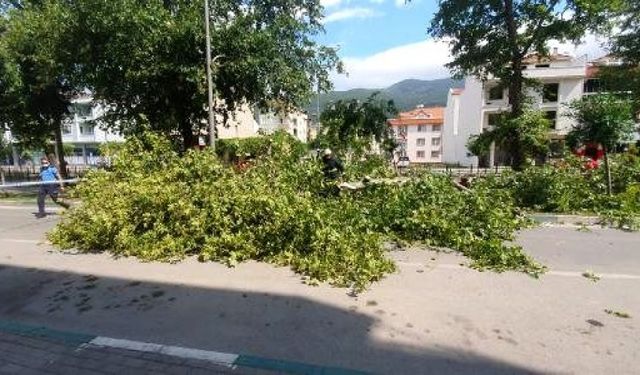 Bursa Gemlik'te Şiddetli Rüzgar Çınar Ağacını Yola Devirdi!