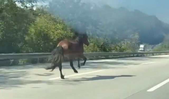 Bursa'da Başıboş At Trafiği Birbirine Kattı