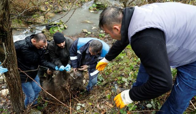 Bursa'da dere yatağındaki yaralı ayı yavrusu uzun uğraşlarla kurtarıldı