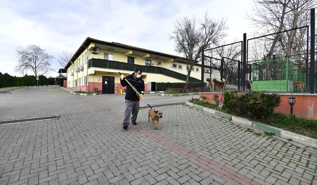 Osmangazi’de Yasaklı Irk Köpek Denetimi Artırıldı