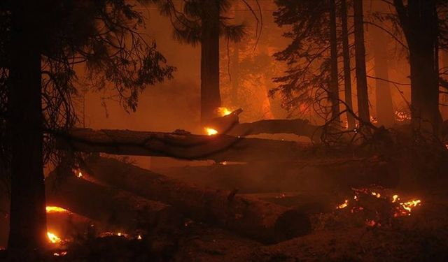 ABD'nin Colorado eyaletindeki orman yangını