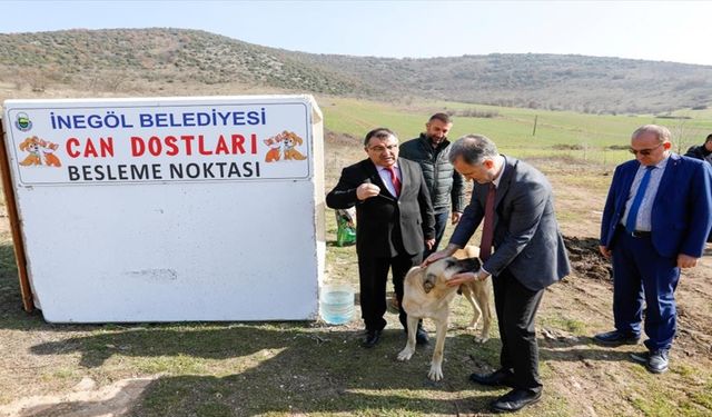 İnegöl'de sokak hayvanlarına barınma alanları yapılıyor