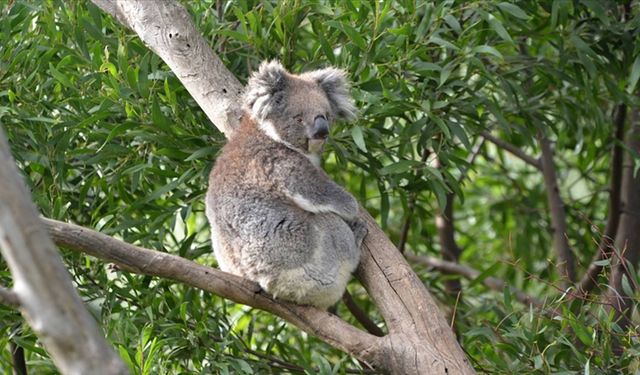 Koalalar nesli tükenme tehlikesindeki tür listesine alındı