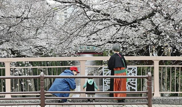 İlkbahar başlangıcının simgesi sakura ağaçları