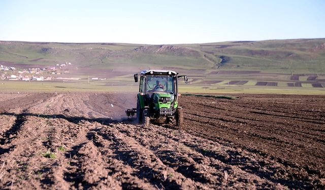 50 ton ata buğdayı kavılca tohumu toprakla buluştu