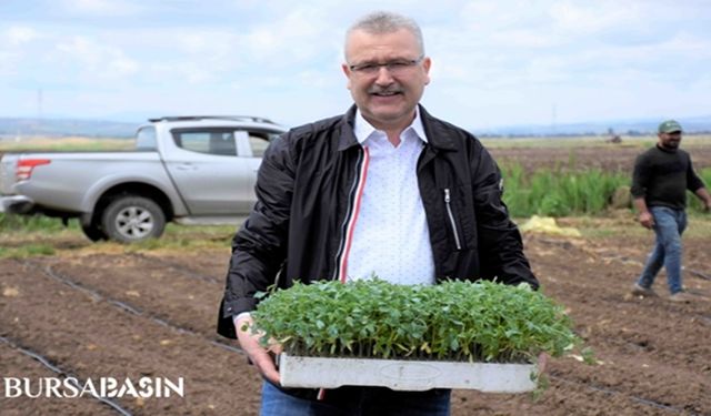 Bursa Karacabey'de yılın ilk domates fidesi ekimi