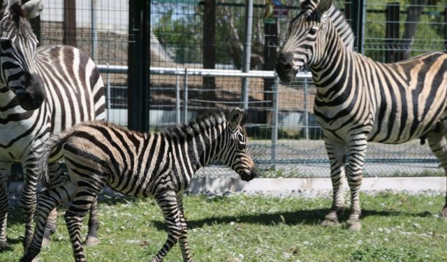 Kayseri Büyükşehir Belediyesi Hayvanat Bahçesi baharla birlikte güzelleşti