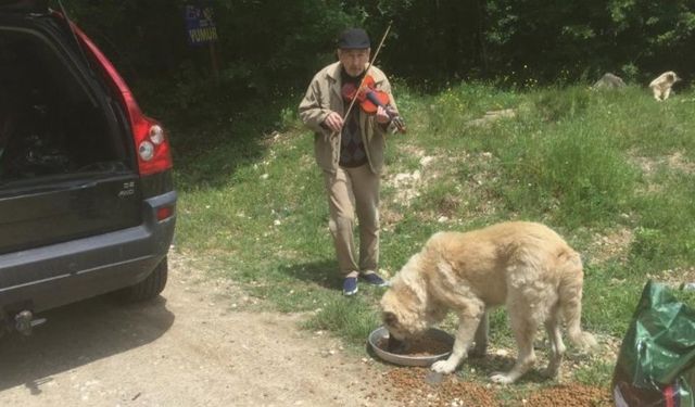 Kırklareli Vizeli kemancı Turunç, sahipsiz canlara keman çalıyor