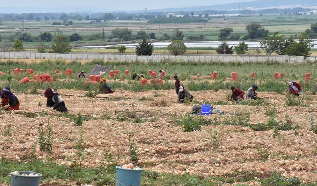 Bursa'da tescilli Karacabey soğanının hasadına başlandı