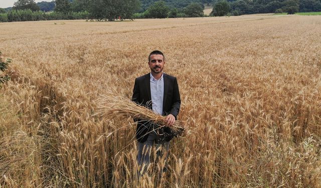 Kestel Belediyesi kendi buğdayını ekmeye başladı
