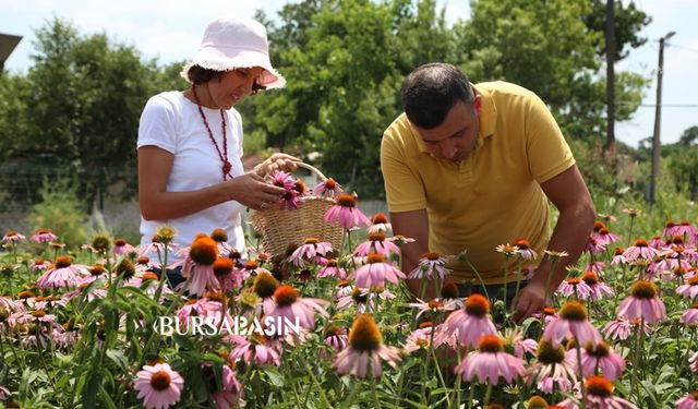 Nilüfer’in Tıbbi Aromatik Bitki İşleme Tesisi Projesi’ne BEBKA’dan hibe