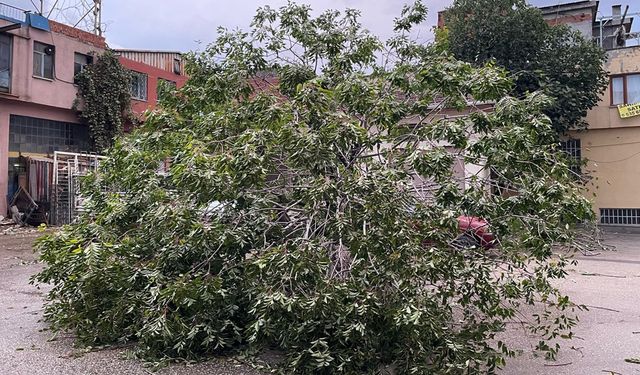 Bursa'da ağaç araçların üzerine devrildi