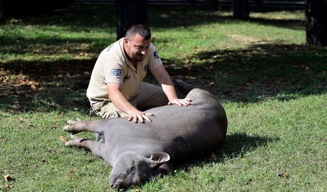 Bursa'da tapir ailesinin masaj keyfi