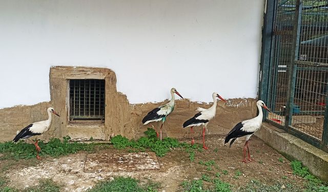 Leylekler kışı Bursa'da geçirecek