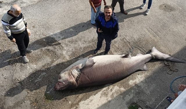 Bursa'da balıkçıların ağına dev köpek balığı takıldı