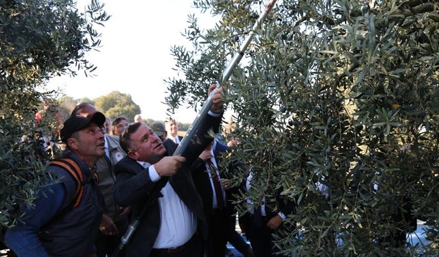 Bursa Mudanya'da zeytin hasadı başladı