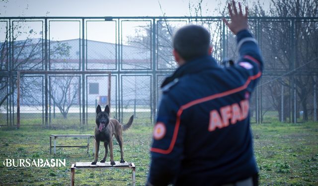 AFAD Bursa İl Müdürlüğü bünyesinde 5 köpek Enkazda canlı arama eğitimi alıyor