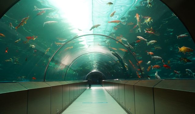 Yıldırım Tünel Akvaryumda 2022 Yılında Tam 250 Bin Ziyaretçi