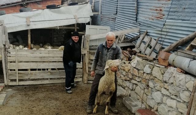 Bursa, küçükbaş hayvanlarını depremzedelere bağışladı