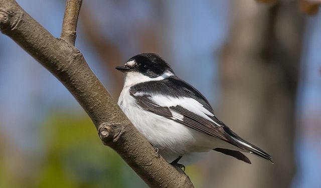 Yalova'daki Hersek Lagünü'nde kuş türü sayısı 252'ye yükseldi