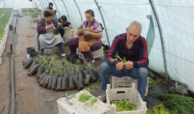 Diyarbakır Büyükşehir personeline 'fidan aşılama' eğitimi