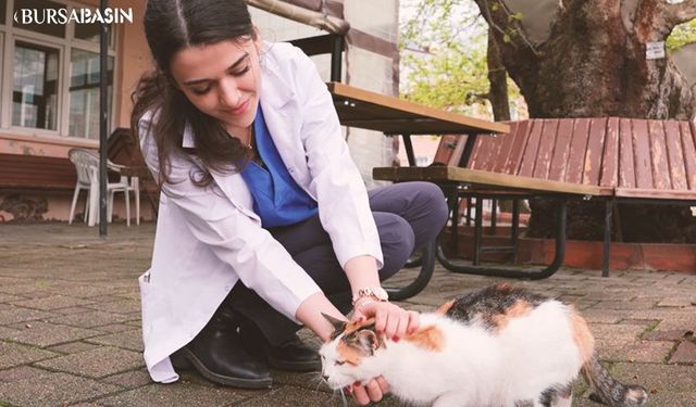 Gürsu’nun  Yeni Gözdesi: Kedi Karahıdır