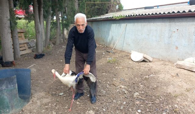 Orhangazi'de yaralı bulunan leylek tedavi edildi