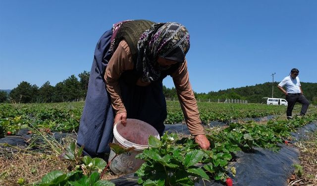 Küresel iklim değişikliği Bursa'da da tarımı vurdu!