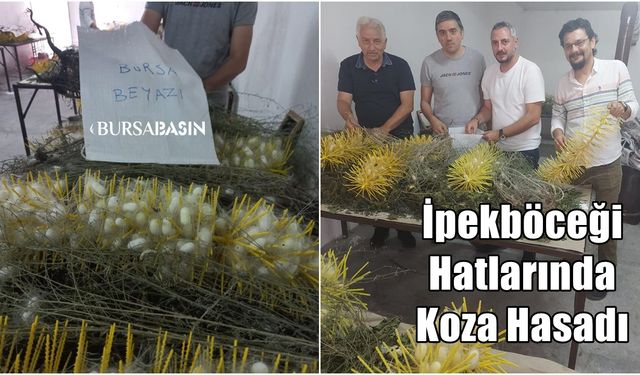 Bursa'nın Yerli İpekböceği Hatlarında Koza Hasadı Yapıldı