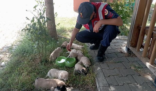 Bingöl'de anne ve yavru köpeklere Jandarma şefkati