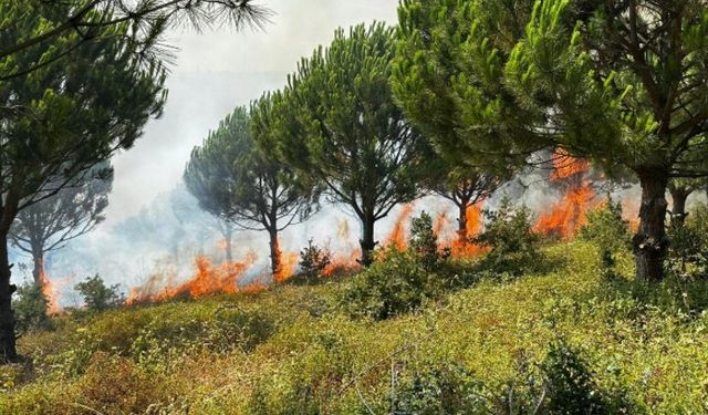 Bursa Karacabey'de ağaçlandırma sahasında yangın!