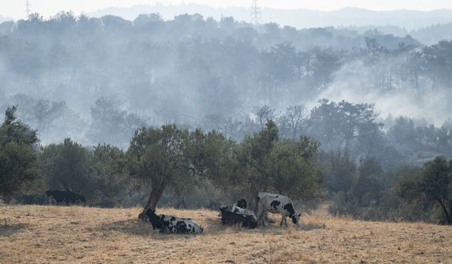 Çanakkale'deki orman yangınından etkilenen iki köy dronla görüntülendi