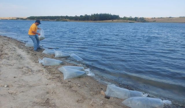 Edirne'de yetiştirilen 5,5 milyon sazan balığı yavrusu göllere bırakıldı