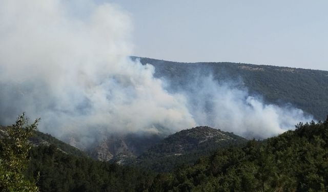 Bilecik'te çıkan orman yangınına müdahale ediliyor