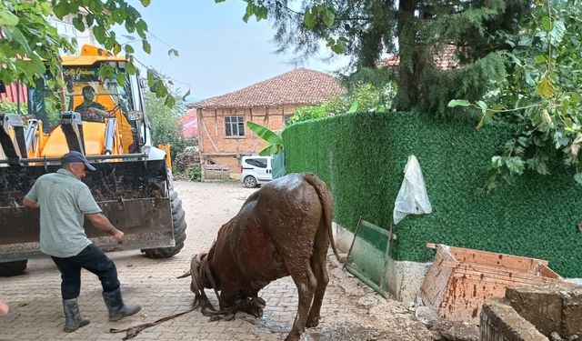 Kocaeli'de çamurda mahsur kalan inek iş makinesiyle kurtarıldı