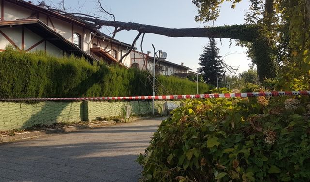 Sakarya'da asırlık çınar ağacı evin çatısına devrildi