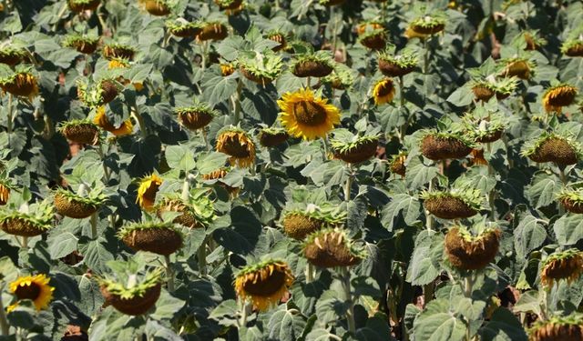 Tekirdağ'da aşırı sıcakların ayçiçeğinde rekolteyi düşürmesi bekleniyor