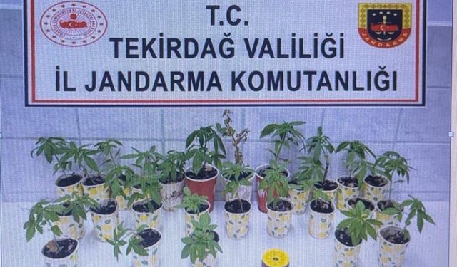 Tekirdağ'da kamu arazisine Hint keneviri eken şüpheli yakalandı