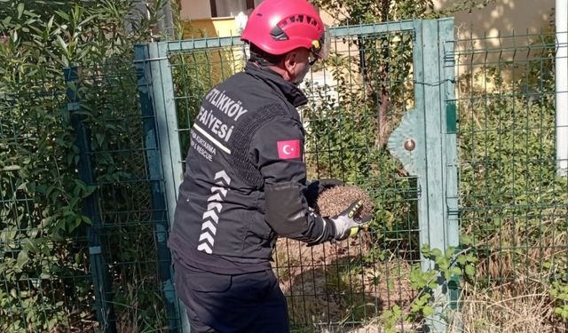 Yalova'da bahçe kapısının profilleri arasında sıkışan kirpi kurtarıldı