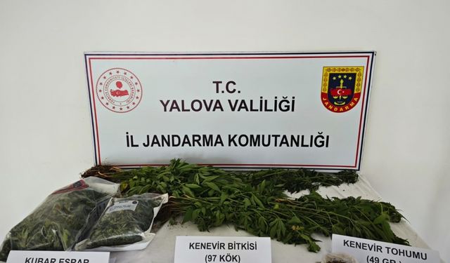 Yalova'da villada kenevir yetiştirdiği iddia edilen şüpheli tutuklandı