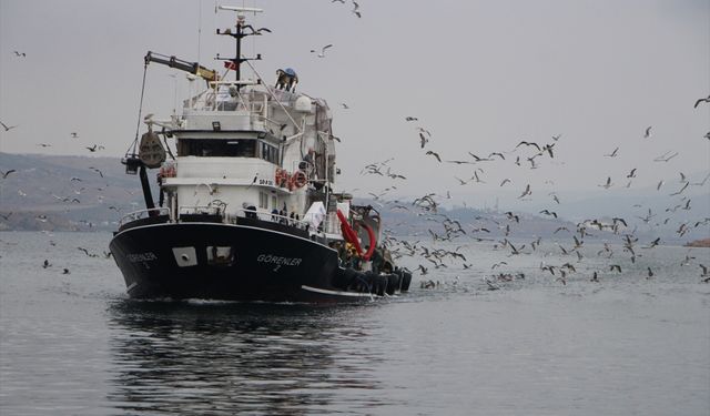 Bandırma'daki balık halinde sardalya, hamsi ve istavrit bolluğu