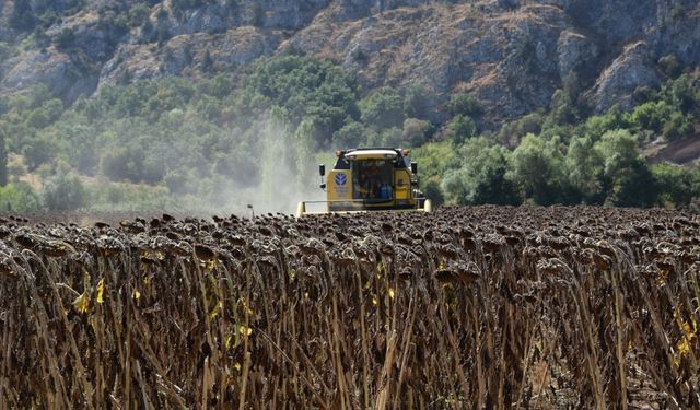 Bilecik'te üretilen yağlık ayçiçeği iç ve dış pazarlarda satılıyor