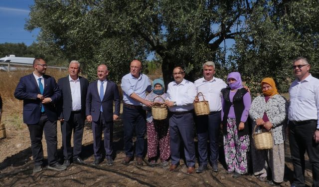 Edremit Körfezi'nde sezonun ilk zeytinyağı Ayvalık'ta sıkıldı